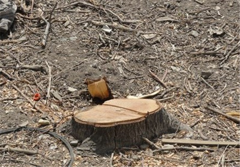 فرمانداری کرج قطع درختان حصارک را پیگیری می‌کند
