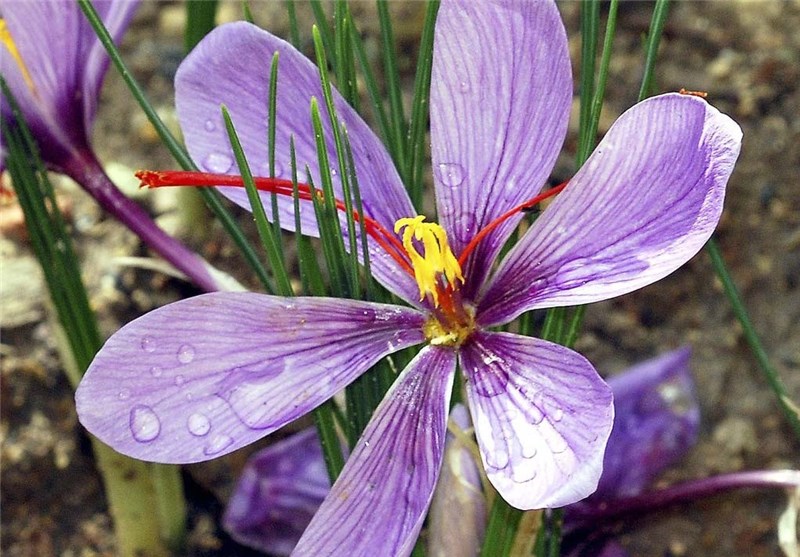 طرح‌های تولید زعفران ارگانیک در خراسان جنوبی حمایت می‌شود
