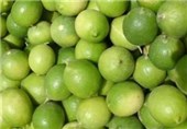 3200 هکتار باغ لیمو ترش در استان بوشهر وجود دارد