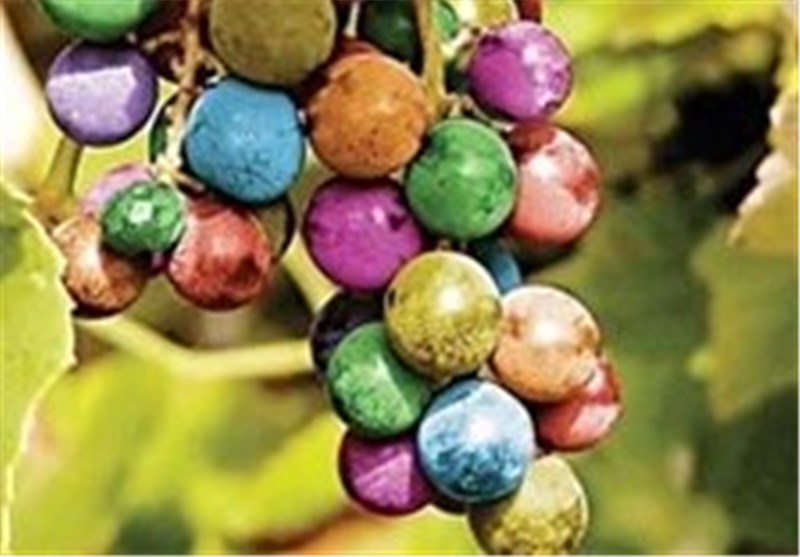 سنت‌های بومی و محلی آذربایجان در جشنواره انگور ارومیه احیاء می‌شود