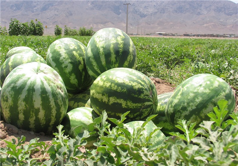 20 هزار تن هندوانه در شهرستان میامی برداشت می‌شود