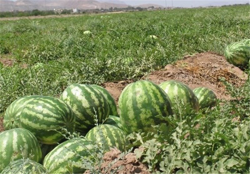 هیچ‌ نظارتی بر قیمت هندوانه در زنجان وجود ندارد