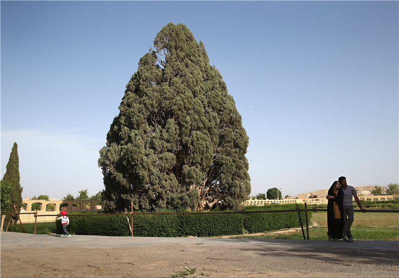چهارمین درخت کهن‌سال جهان در ایران/ سرو ابرقو را زرتشت کاشت یا پسر نوح