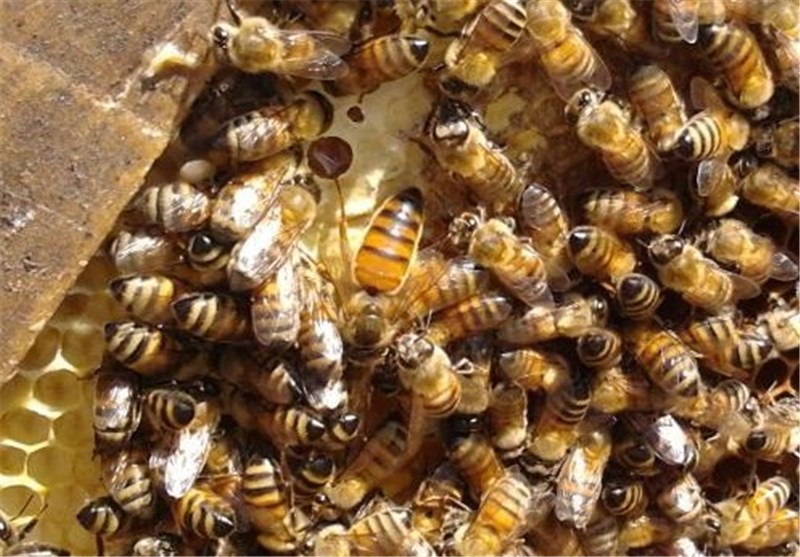 خشکسالی و گرد و غبار سبب کاهش جمعیت زنبور در شهرضا شده است