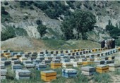 تولید عسل در شهرستان صحنه به 1100 تن افزایش یافت