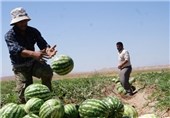 300 هکتار از اراضی تایباد به کشت هندوانه اختصاص یافته است