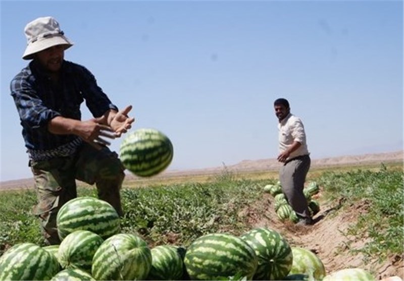 تاجرها از صادرات هندوانه به مرز مهران خودداری کنند