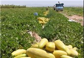 5000 تن خربزه از مزارع میامی برداشت می‌شود
