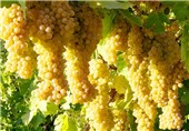 جشنواره انگور در ارومیه برگزار می‌شود