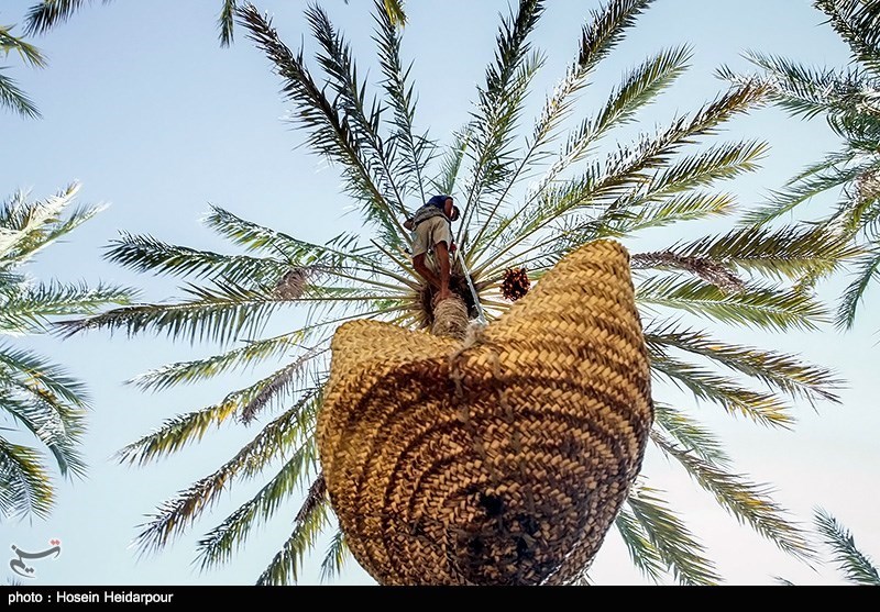 برداشت رطب در شهرستان اهرم بوشهر