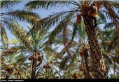 خوزستان|نخستین جشنواره‌ برداشت خارک و رطب در بندرماهشهر برگزار می‌شود