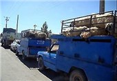قاچاق شبانه دام از کرمانشاه‌؛ وقتی نژاد برتر گوسفند ایرانی سر از کشورهای عربی در‌می‌آورد