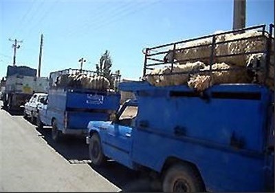 پشت پرده قاچاق دام ـ 1| گذرگاه قاچاق دام قاچاق دام به زنجان افتاد/وقتی دلالان دام را "بزخری" و برای فروش به مرز میبرند