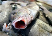 جام جم: جسد ماهی‌ها ساحل ​چابهار را فرش​ کرد