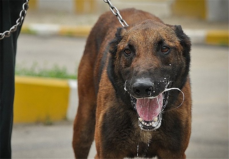 do dogs recognize smiles