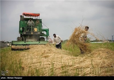 Photos: Rice Harvest in Iran’s Mazandaran