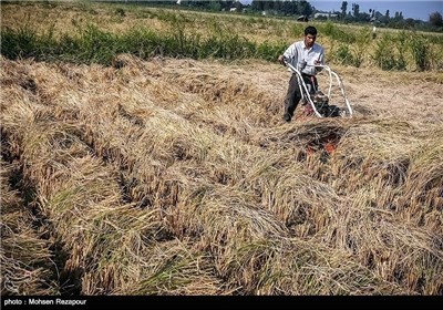 Rice Harvesting in Iran’s Mazandaran