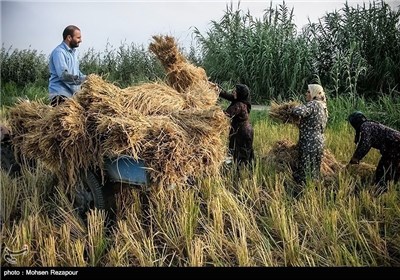 Rice Harvesting in Iran’s Mazandaran