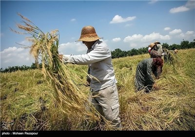 Rice Harvest in Iran’s Mazandaran