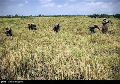 Rice Harvesting in Iran’s Mazandaran