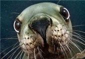 تصاویر؛ غافلگیری غواص توسط شیرهای دریایی
