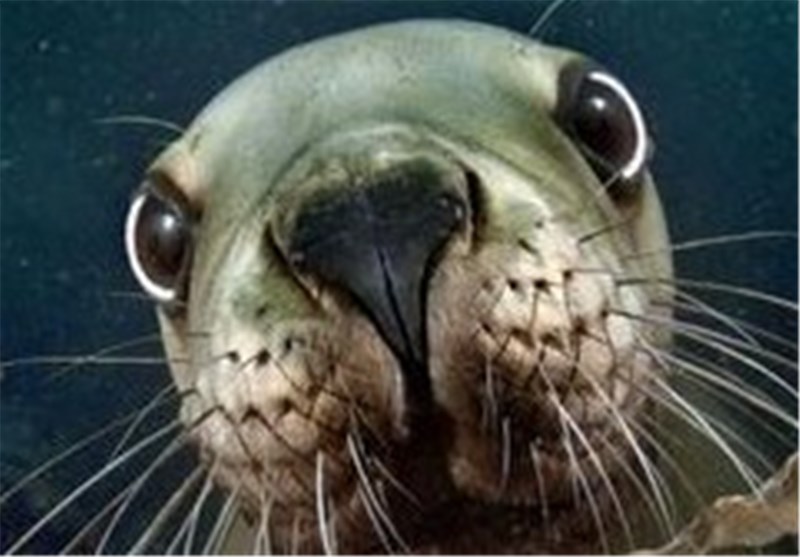 تصاویر؛ غافلگیری غواص توسط شیرهای دریایی