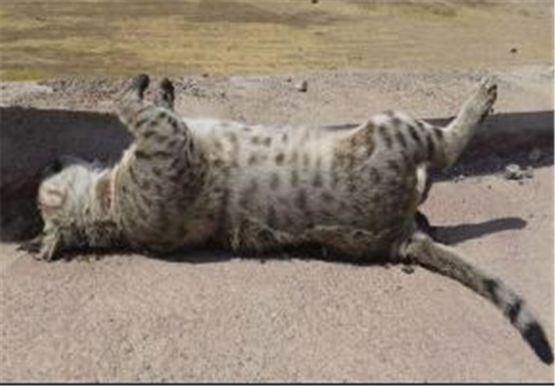 مرگ یک گربه وحشی بر اثر برخورد با خودروهای عبوری در لرستان