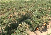 سرما به محصول گوجه فرنگی خارج از فصل استان بوشهر خسارت زد
