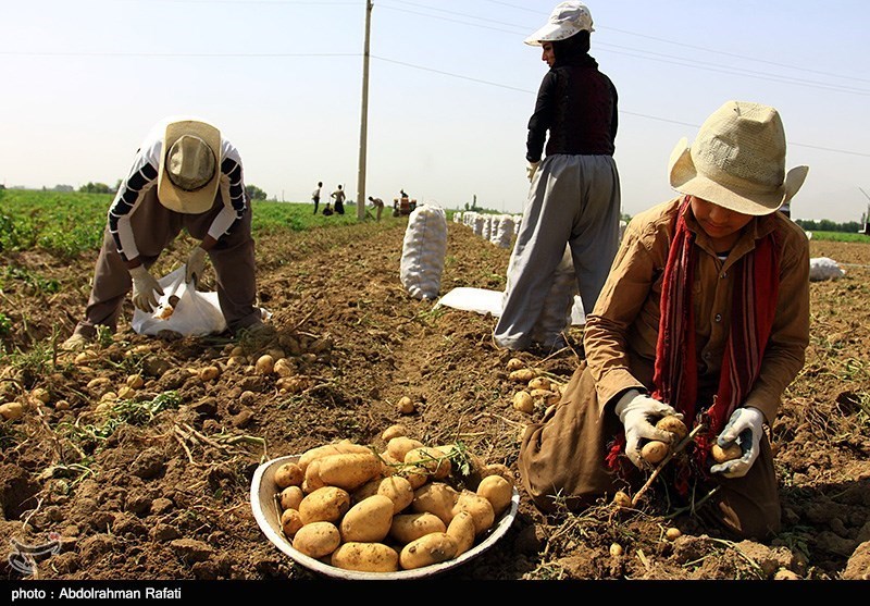 زیرساخت‌های صادرات محصولات کشاورزی در جنوب کرمان فراهم نیست