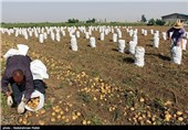 پایانه صادراتی محصولات کشاورزی در شهرستان‌های جنوبی استان تهران جانمایی می‌شود