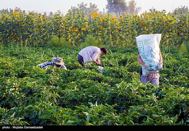 طرح‌ ترکیب کشت محصولات زراعی و باغی در استان زنجان اجرا می‌شود