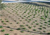 180 هکتار از فضای سبز اندیمشک با خطر خشکسالی مواجه است