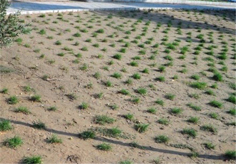 180 هکتار از فضای سبز اندیمشک با خطر خشکسالی مواجه است