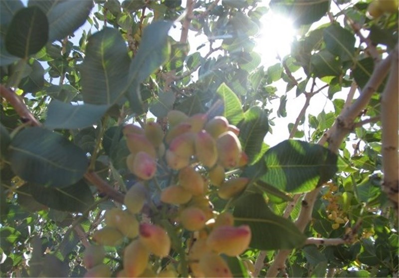 کشت پسته و زعفران در مشگین‌شهر توسعه می‌یابد