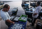تصاویر ماهیگیری در ساحل نوار غزه