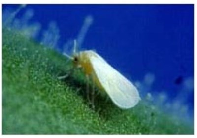 عسلک‌ها، مهمان دائمی پایتخت