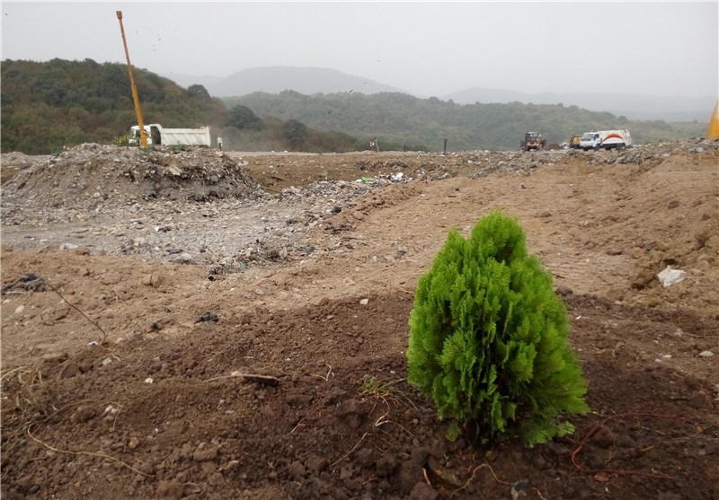 درختکاری در شمال استان گلستان توسعه می‌یابد