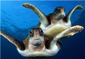 تصاویر شنای لاک پشت‌ها در اعماق اقیانوس‎