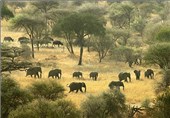 تصاویر کوچ فصلی فیل ها