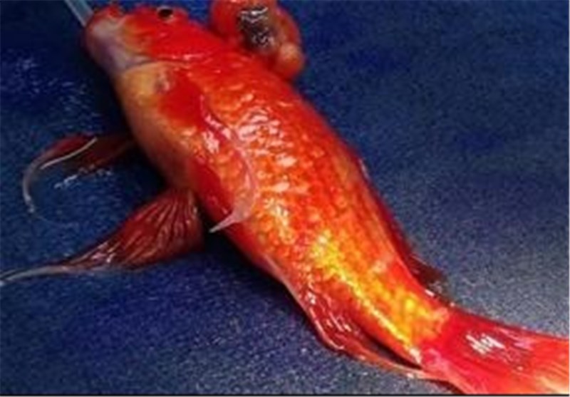 کشف ماهی زنده در شکم مرد برزیلی