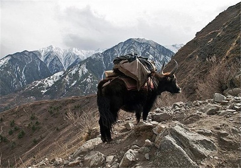 تصاویر بحران کمبود غذا در شمال غرب نپال