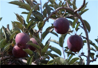 المناظر الطبیعیة الخلابة فی الجولان السوری المحتل