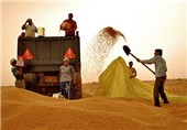 مجری طرح گندم: از کشاورزان بپرسید که آیا از قیمت 1155 تومانی گندم راضی‌اند؟