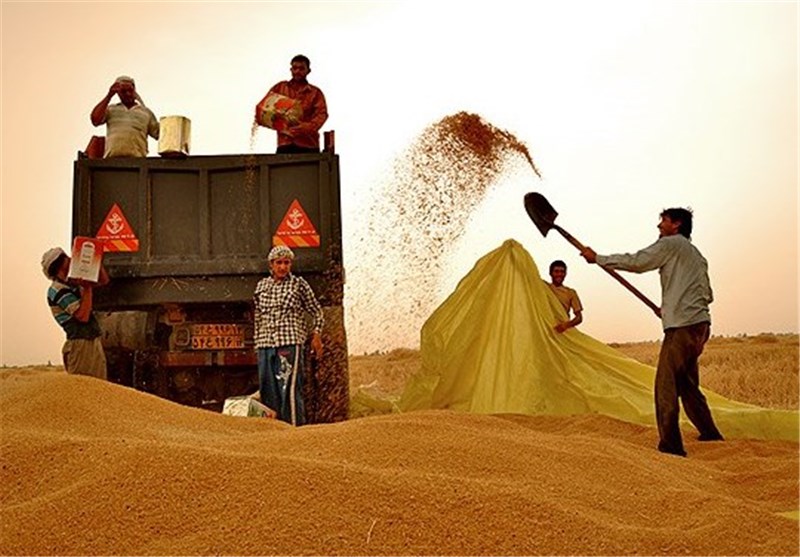 164 هزارتن محصول گندم در کرمان برداشت می‌شود