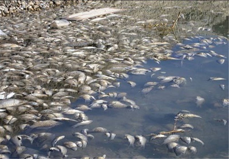 یک تن ماهی از صیادان غیرمجاز در آبهای سد ارس توقیف شد