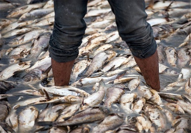 تولیدکنندگان ماهی خاویاری، ماهی نمی‌خورند!