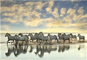 تصاویر اسب های سفید وحشی در فرانسه