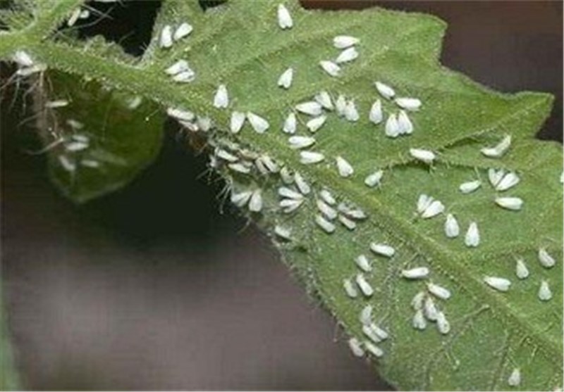 "کرم سبز" بلای جان کشاورزی چناران/ محصول چغندر و پیاز کشاورزان نابود شد