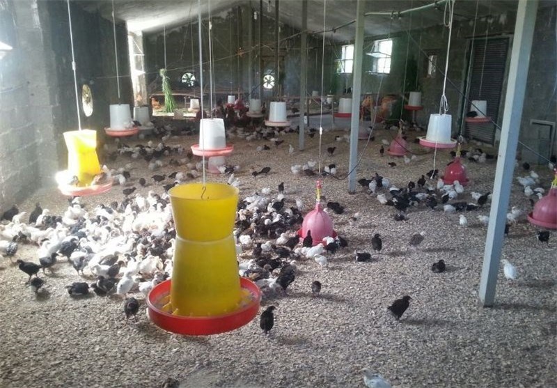 جمهوری آذربایجان واردات مرغ از ایران را ممنوع کرد
