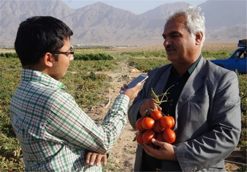 12 هزار تن گوجه از مزارع شهرستان میامی برداشت می‌شود